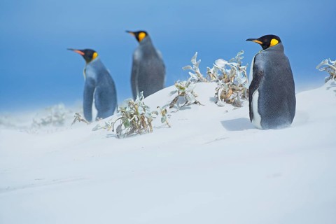 Three king penguins in snow