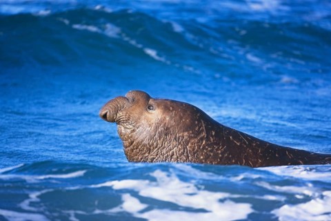 Male Southern elephant seal (Mirounga leonina) swimming in water