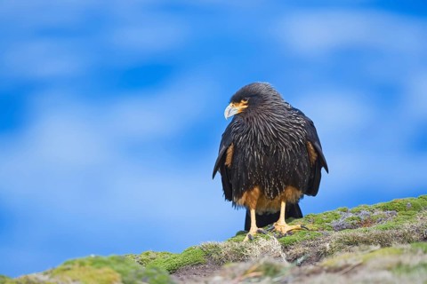 Striated Caracara (Phalcoboenus australis)