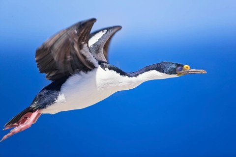 King Cormorant (Phalacrocorax atriceps) in flight