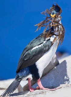 King cormorant (Phalacrocorax atriceps) with seaweed in beak