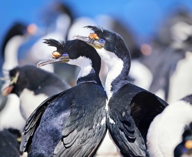 King cormorants (Phalacrocorax atriceps)
