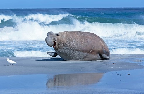 Southern elephant seal (Mirounga leonina) with little bird at beach
