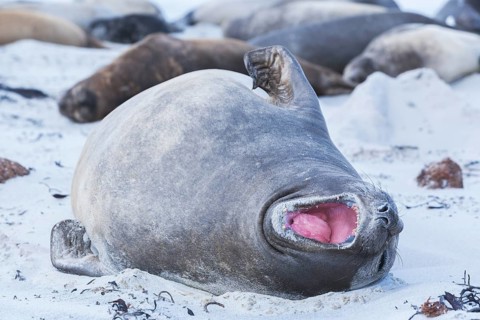 Southern Elephant Seal (Mirounga leonina)