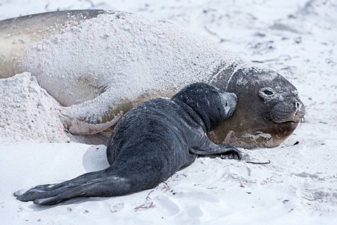 Sea lion with pup