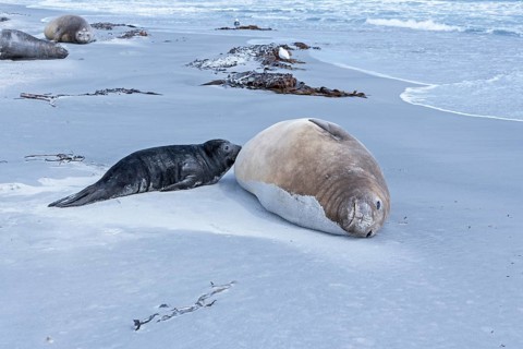 Sea lion with pup on sandy beach