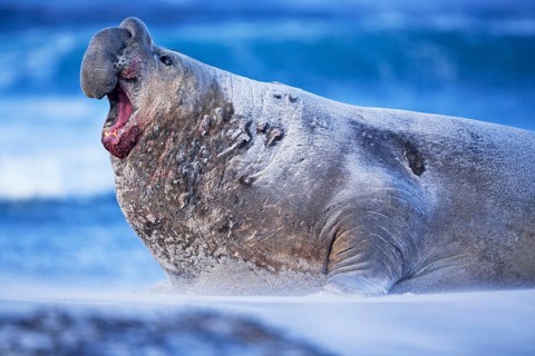 A Southern elephant seal (Mirounga leonina) male