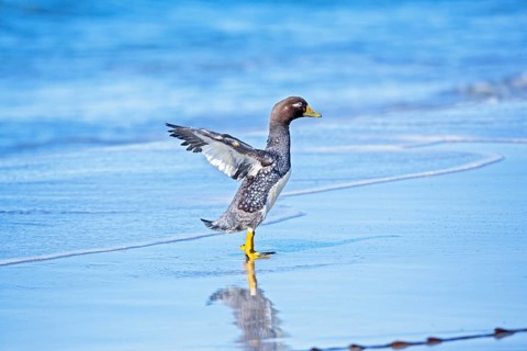 Steamer duck (Tachyeres brachypterus)