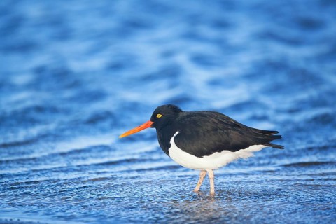 Magellanic oystercatcher (Haematopus leucopodus)