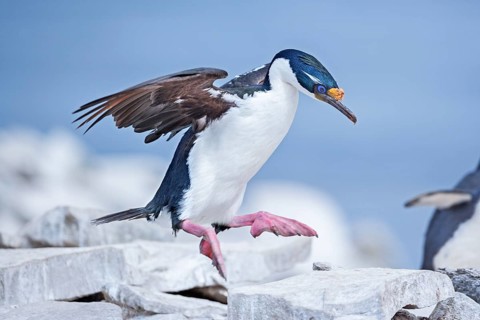 King cormorant