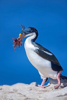 King cormorant (Phalacrocorax atriceps) with seaweed in beak