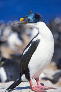 King cormorant