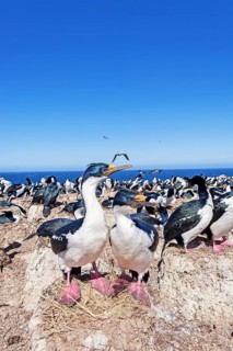 King cormorants (Phalacrocorax atriceps)