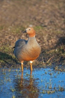 Adult ruddy-headed goose (Chloephaga rubidiceps)