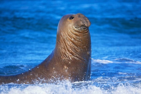 Male Southern elephant seal (Mirounga leonina) in water