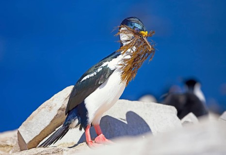 King cormorant (Phalacrocorax atriceps) with seaweed in beak