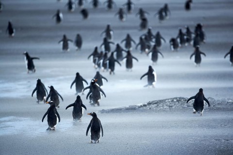 Gentoo Penguins (Pygoscelis papua) walking through a sandstorm