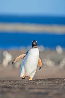 Gentoo penguins (Pygoscelis papua papua) walking