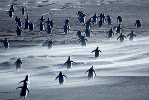 Gentoo Penguins (Pygoscelis papua) walking through a sandstorm