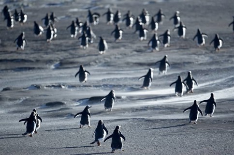 Gentoo Penguins (Pygoscelis papua) walking through a sandstorm