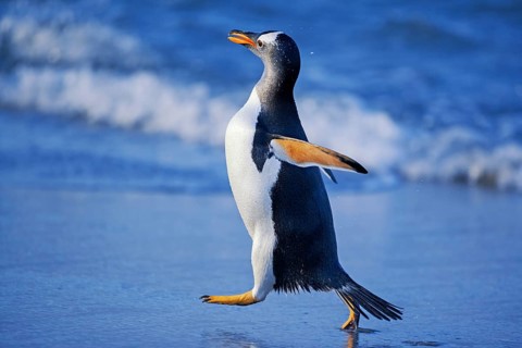 Gentoo penguin (Pygoscelis papua papua) walking at beach