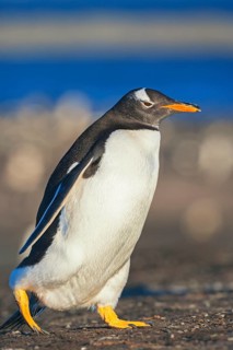 Gentoo penguin (Pygoscelis papua papua) walking