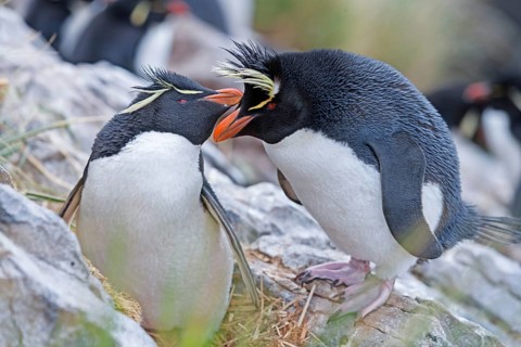 Rockhopper penguins (Eudyptes chrysocome)