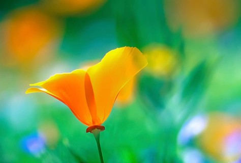 Close-up of a California poppy (Eschscholzia californica)