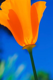 Close-up of a California poppy (Eschscholzia californica)