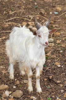 Young Girgentana goat (Capra aegagrus hircus)