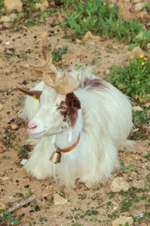 Girgentana goat (Capra aegagrus hircus)
