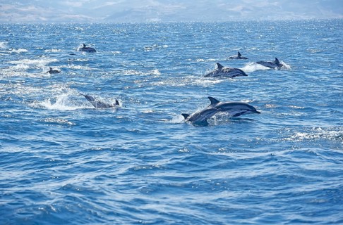 Striped dolphins (Stenella coeruleoalba) swimming together