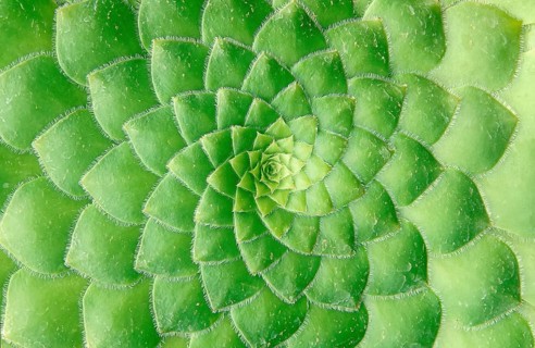 Spirally arranged green leafs (Aeonium Haworthii)