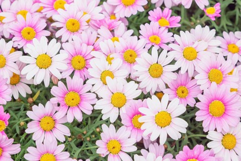 White and rosa Daisies (Argyranthemum sp.) in full bloom