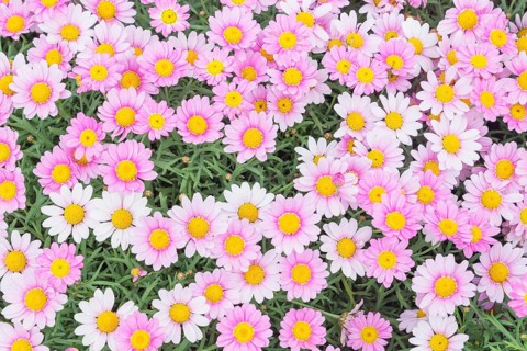 White and rosa Daisies (Argyranthemum sp.) in full bloom