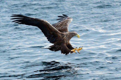 White-tailed eagle (Haliaeetus albicilla) hunting
