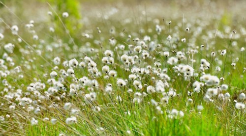 tussock cottongrass (Eriophorum vaginatum)