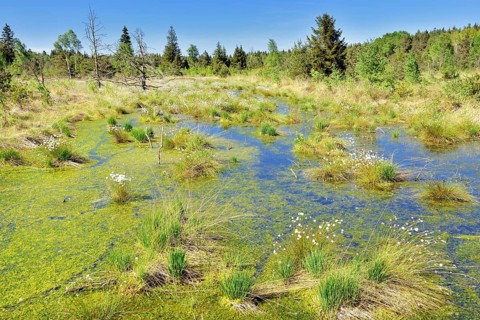 Tussock cottongrass (Eriophorum vaginatum)with dead pines and peat moss (Spagunm sp.)