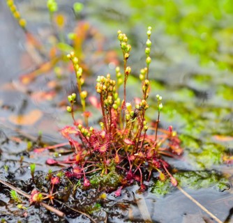 Oblong-leaved sundew (Drosera intermedia) with panicles in a moor pond