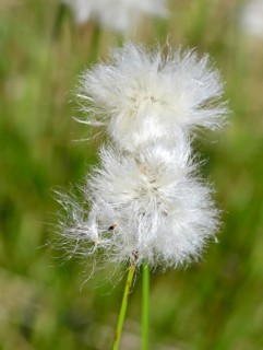 Flowering hare's-tail cottongrass (Eriophorum vaginatum)