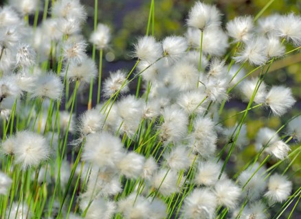 Flowering hare's-tail cottongrass (Eriophorum vaginatum) in moorland