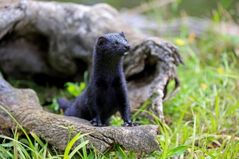 American Mink (Mustela vison)