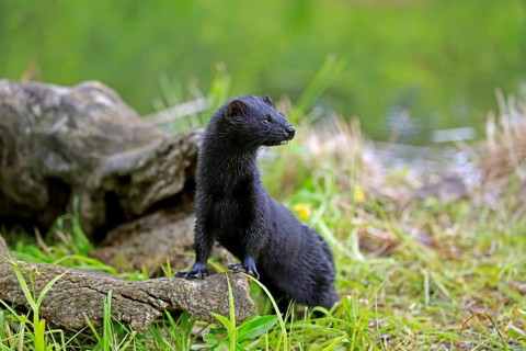 American Mink (Mustela vison)