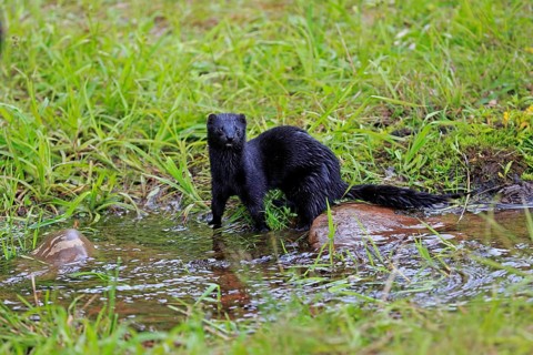 American Mink (Mustela vison)