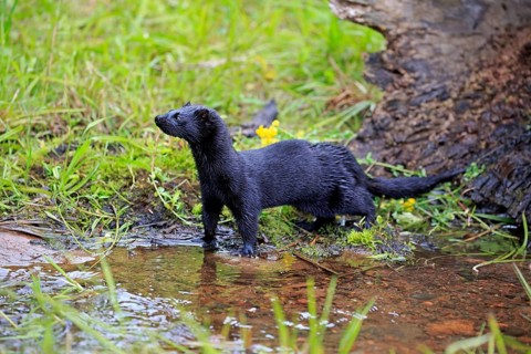 American Mink (Mustela vison)