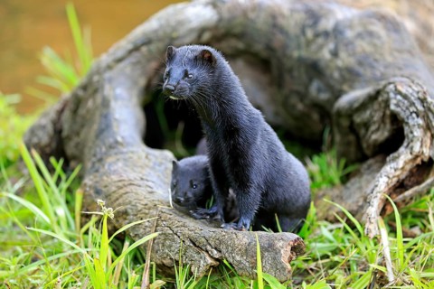 American Mink (Mustela vison)