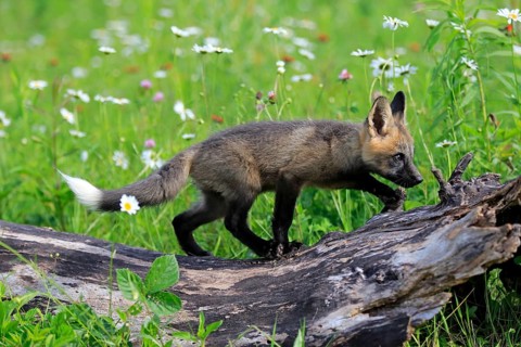 Eastern American Red Fox (Vulpes vulpes fulvus)