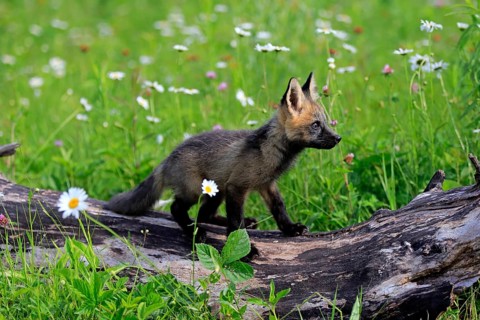 Eastern American Red Fox (Vulpes vulpes fulvus)