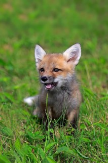 Eastern American Red Fox (Vulpes vulpes fulvus)
