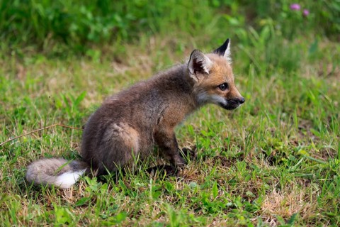 Eastern American Red Fox (Vulpes vulpes fulvus)